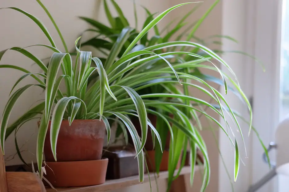 Common Houseplants