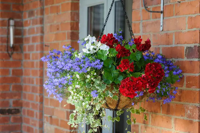 Best Plants For Hanging Baskets