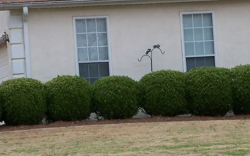 Best Plants For Fence Line