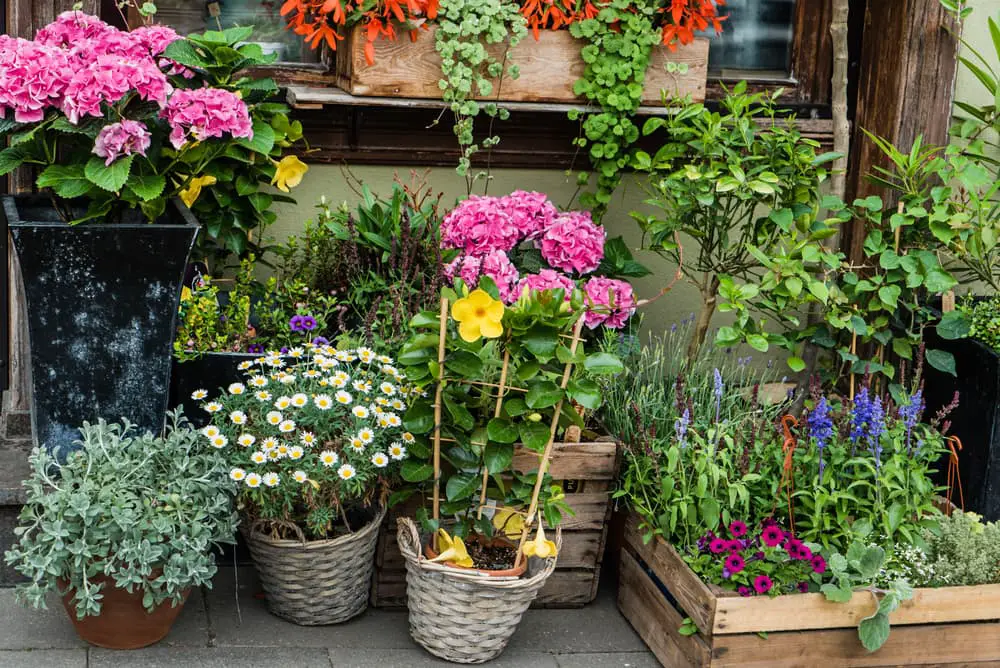 Best Plants for Pots All Year Round