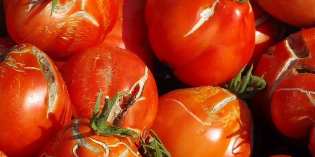 Prevent Tomatoes From Splitting