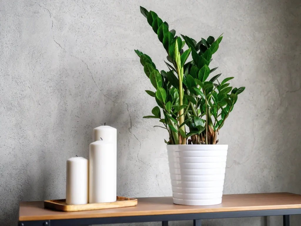 Table Top Plants