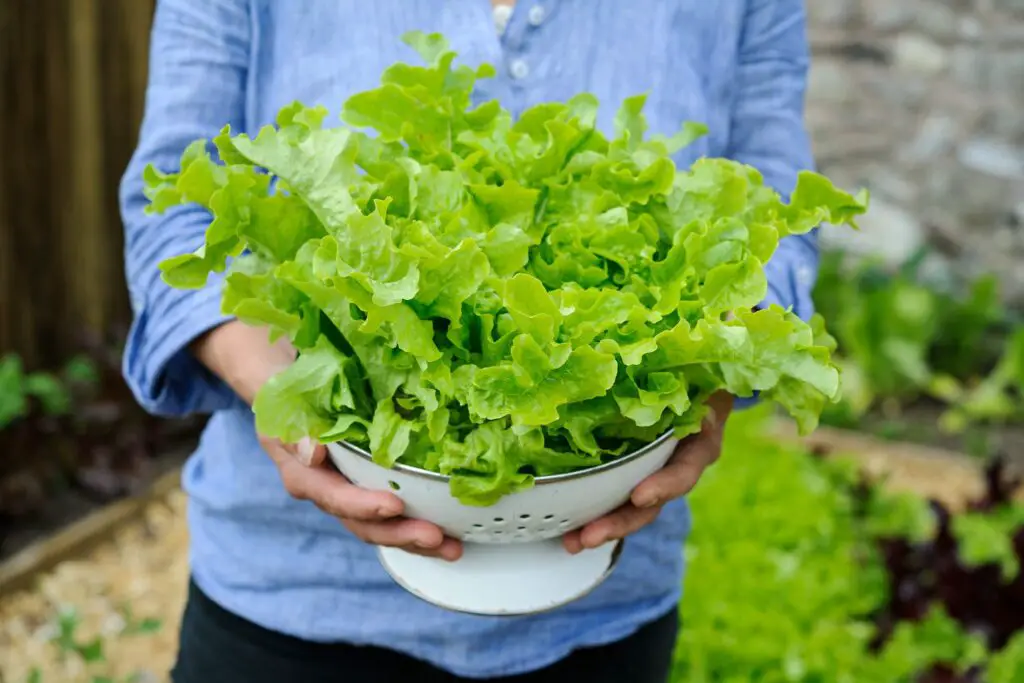 List of Garden Vegetables