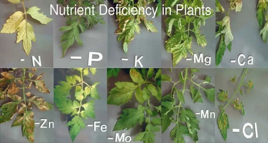Why Outdoor Plant Leaves Turn Yellow