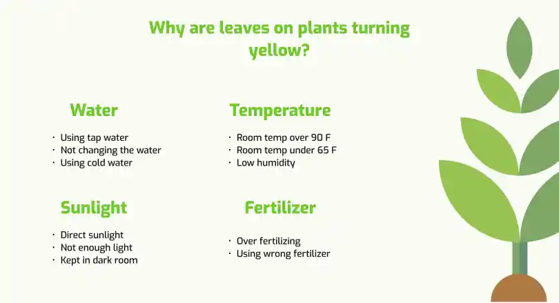 Why Outdoor Plant Leaves Turn Yellow