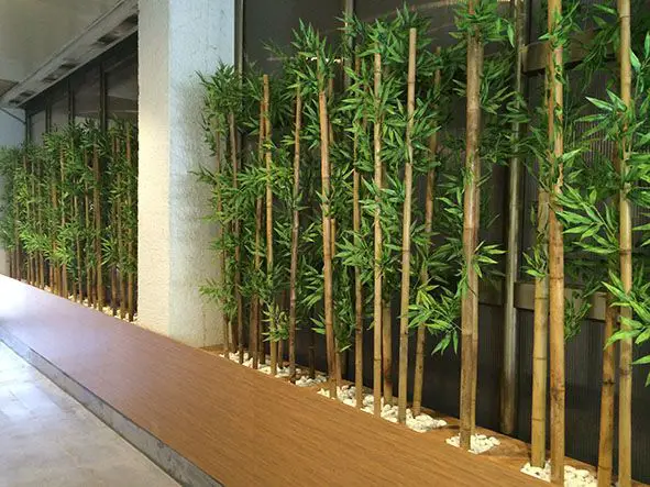 Best Plants For Fence Line