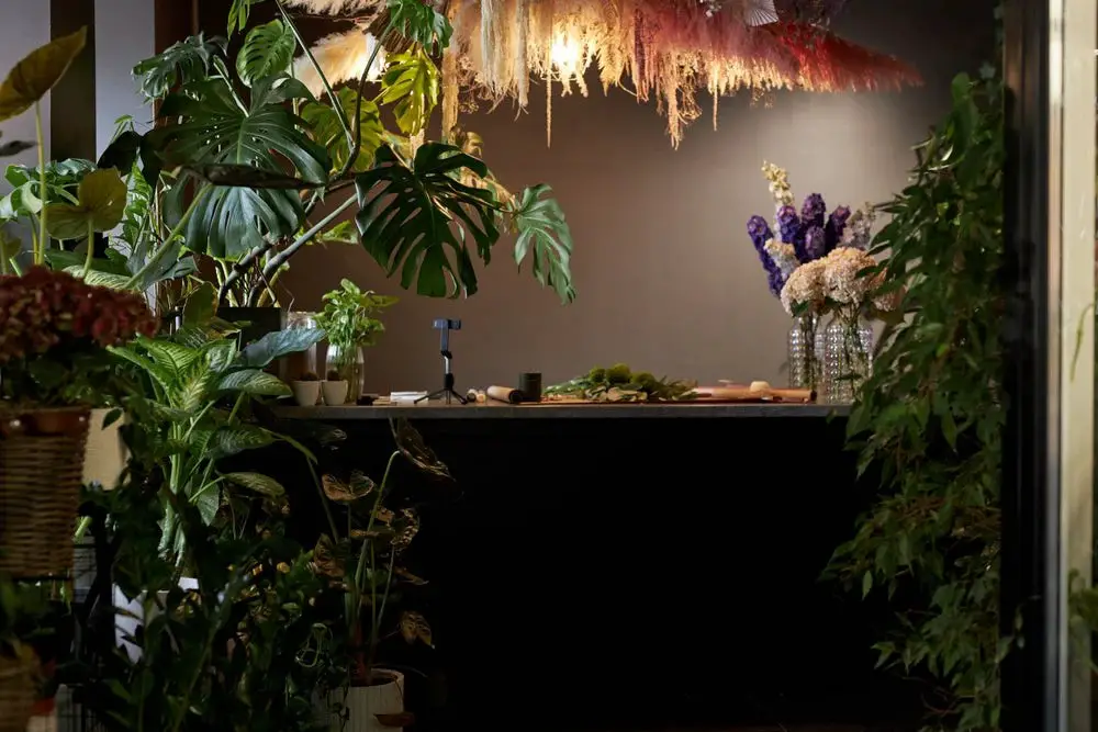 Best Plants for Dark Rooms