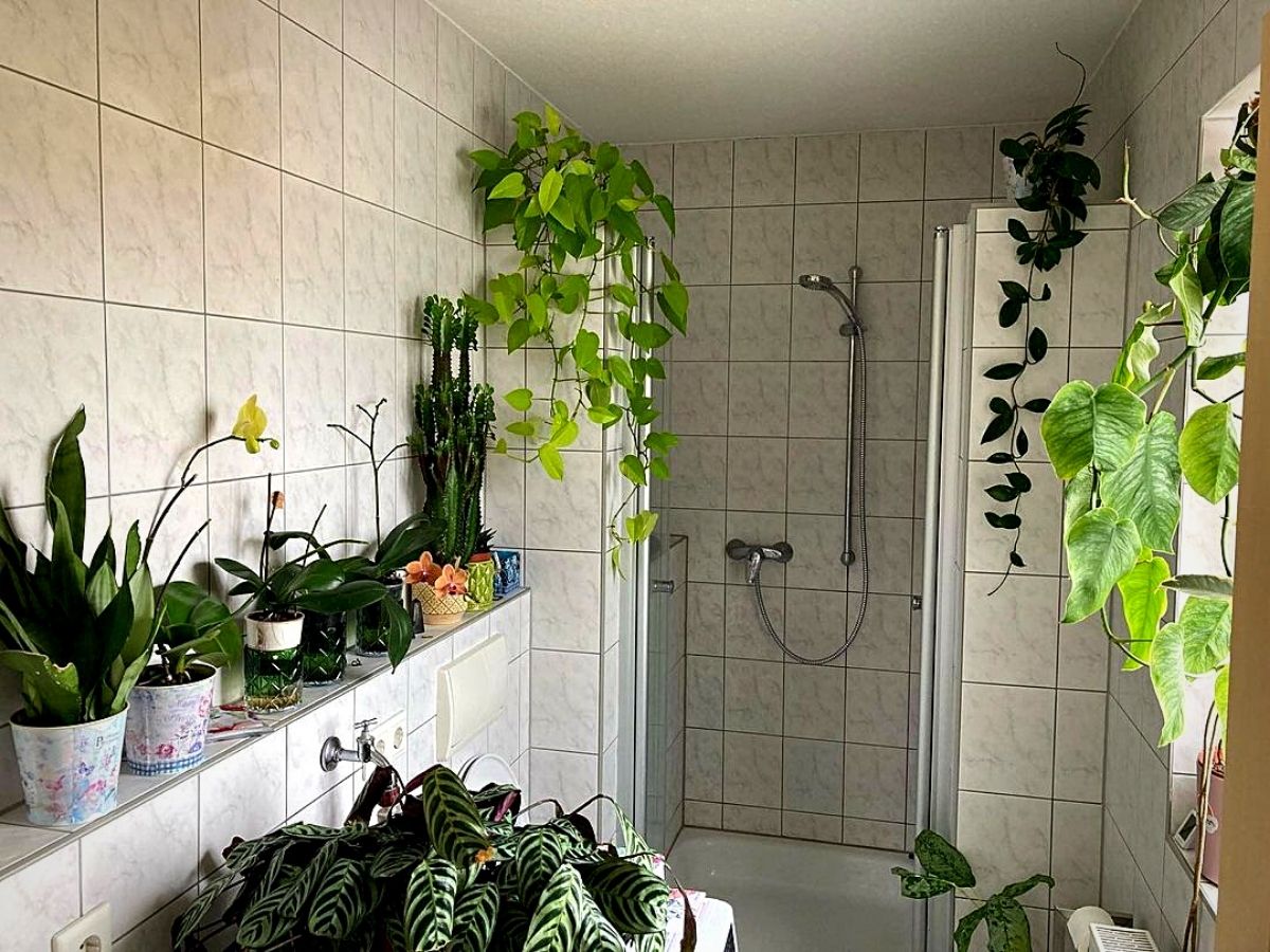 Shower Plants That Actually Thrive In Humidity