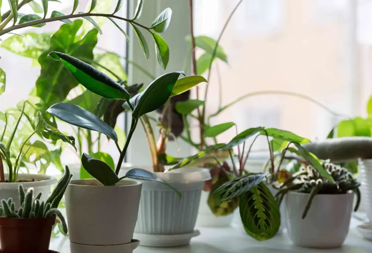 Hard To Kill Houseplants Fit For Beginners