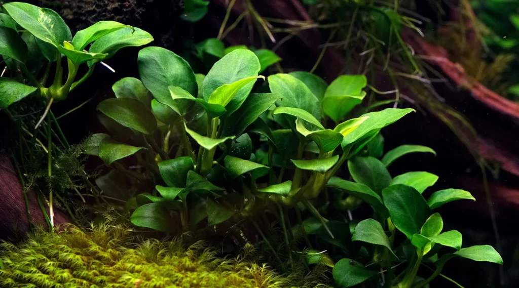 Best Plants For Betta Fish