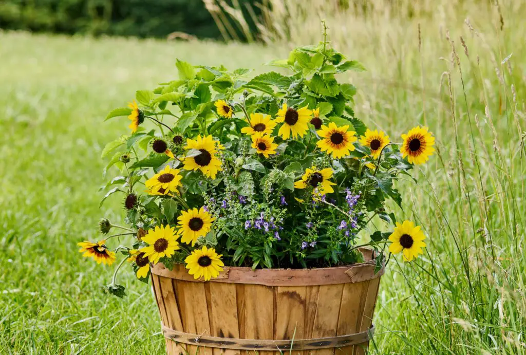 Best Plants For Full Sun