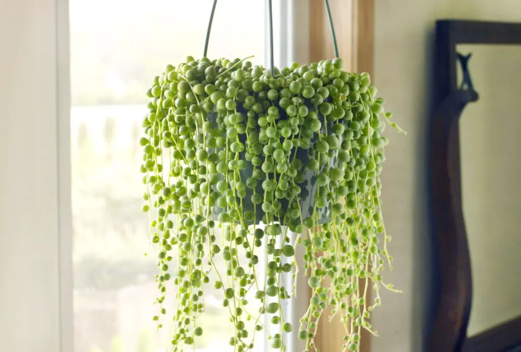 Hanging Plants From Ceiling