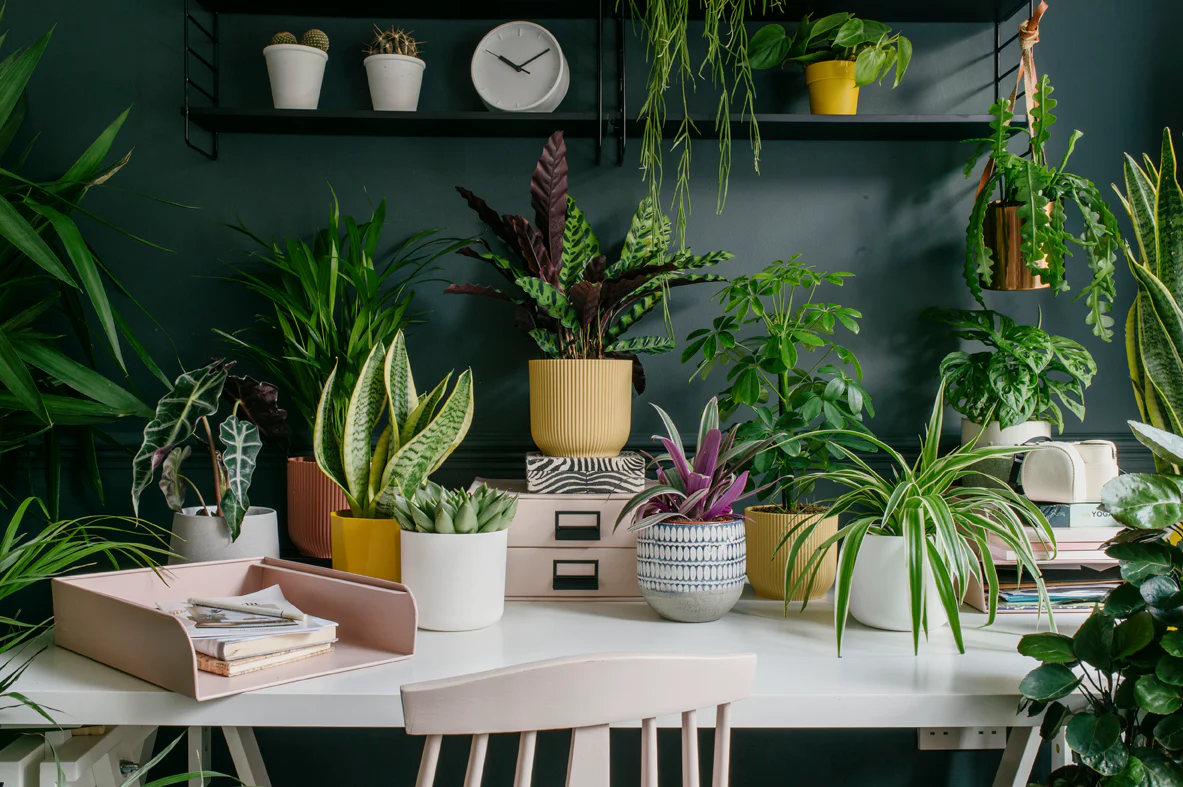 Table Top Plants