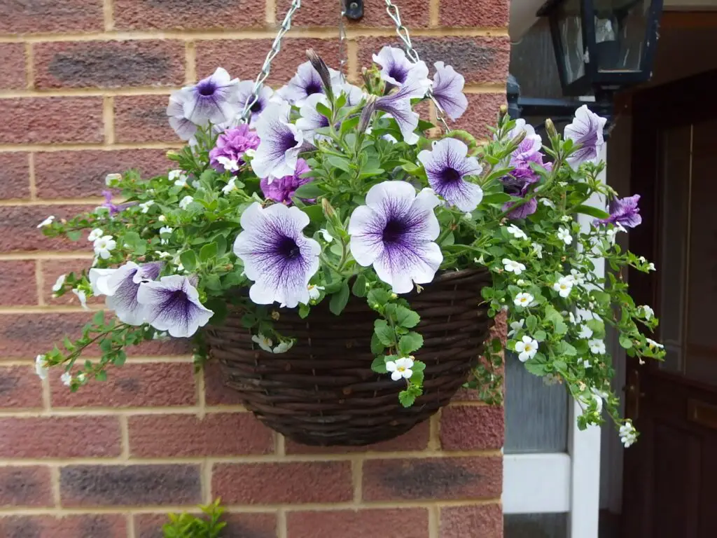Best Plants For Hanging Baskets