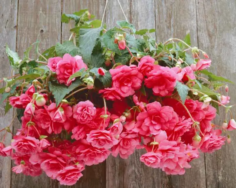 Best Plants For Hanging Baskets