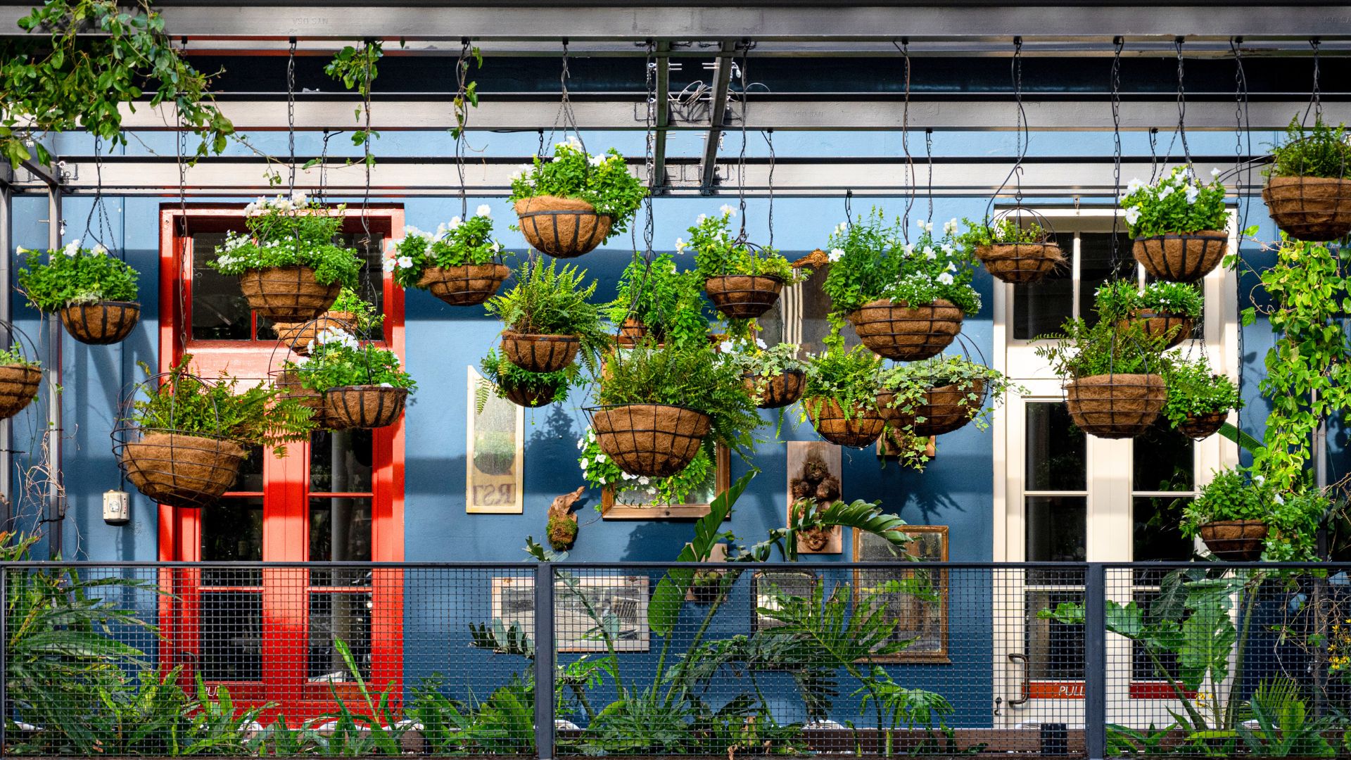 Best Outdoor Hanging Plants