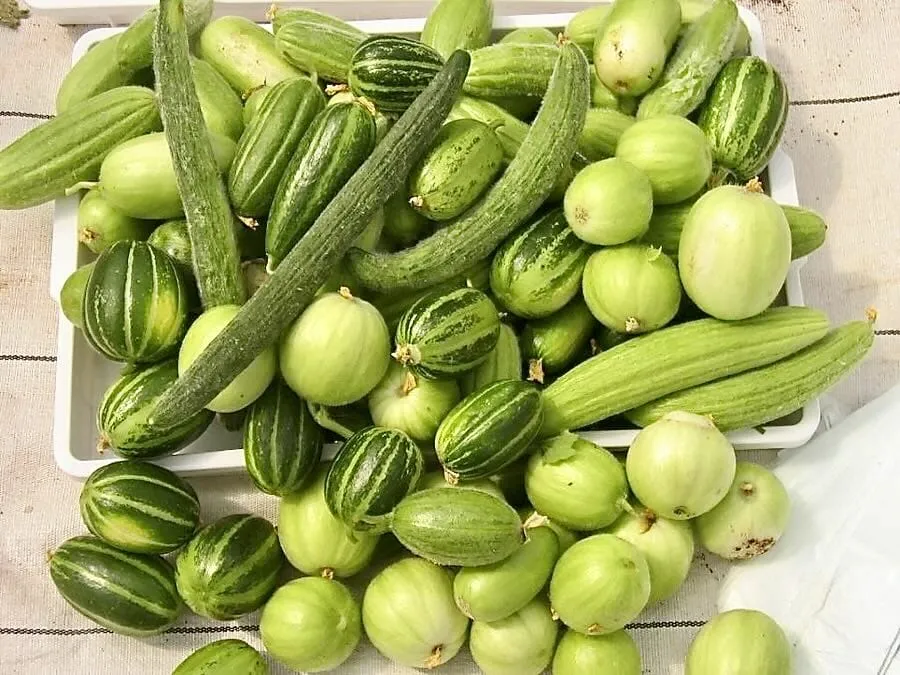 Bitter Cucumbers Solutions