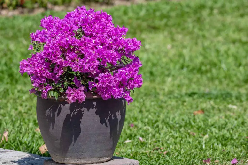 Best Plants For Full Sun