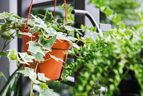 Best Hanging Plants Outdoor