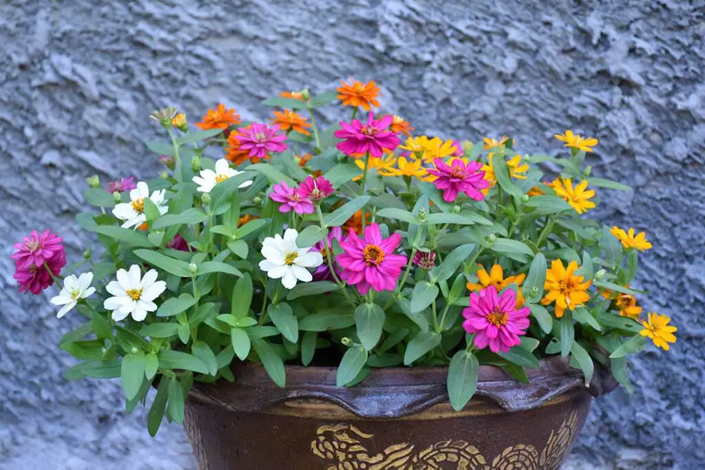 Best Plants For Full Sun