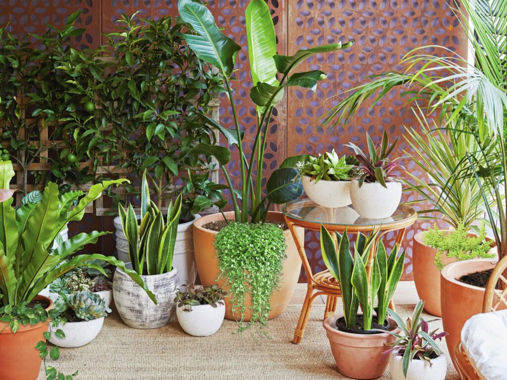 Plants For Shady Areas Indoors