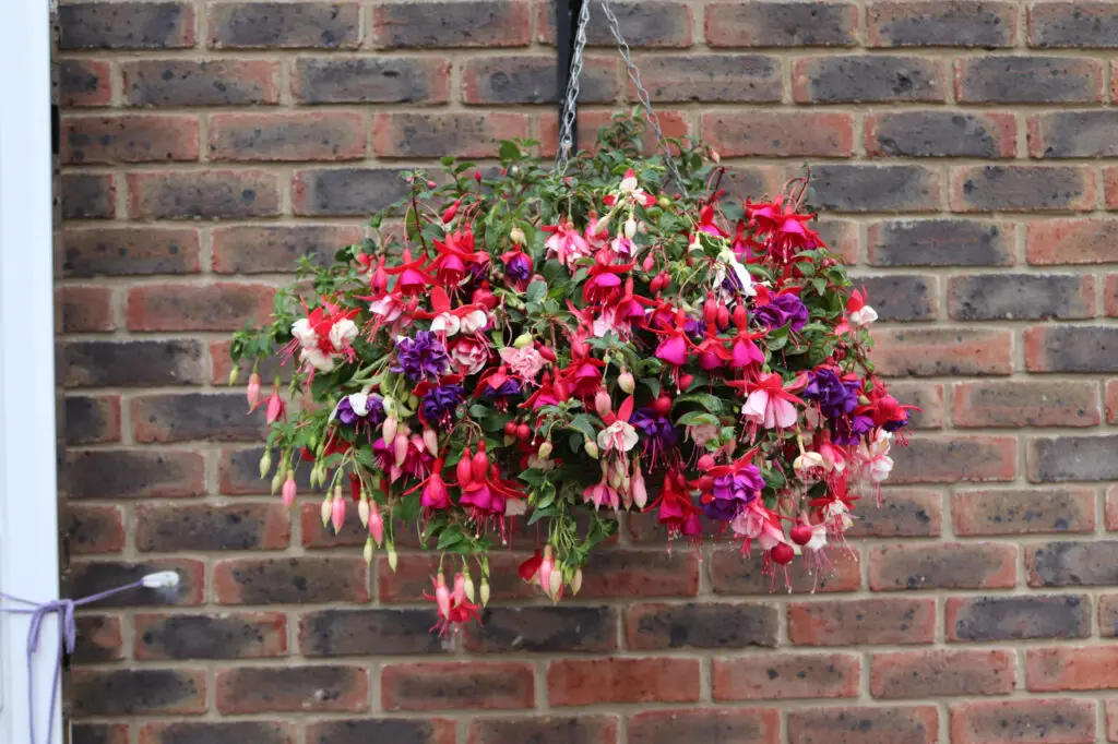 Best Plants For Hanging Baskets