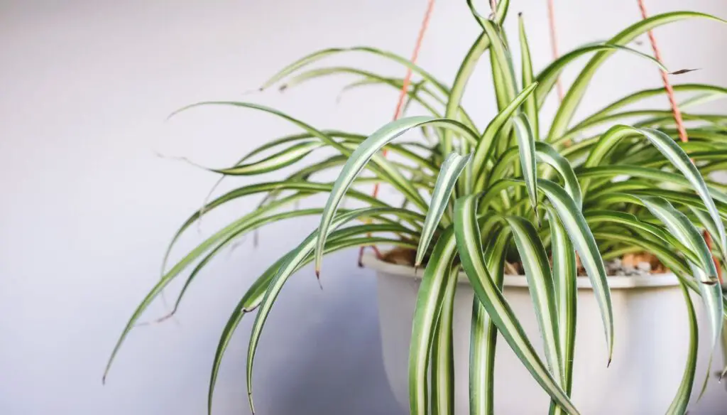 Hanging Plants From Ceiling