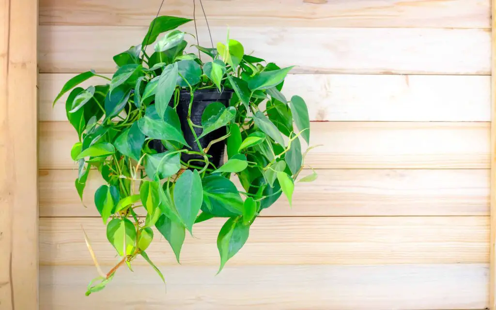 Low Light Hanging Plants