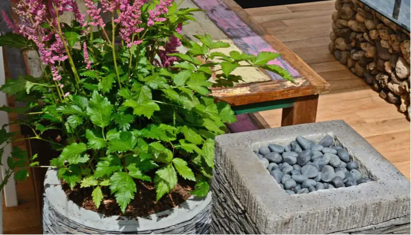 Best Plants For Shade