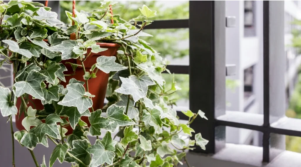 Best Outdoor Hanging Plants