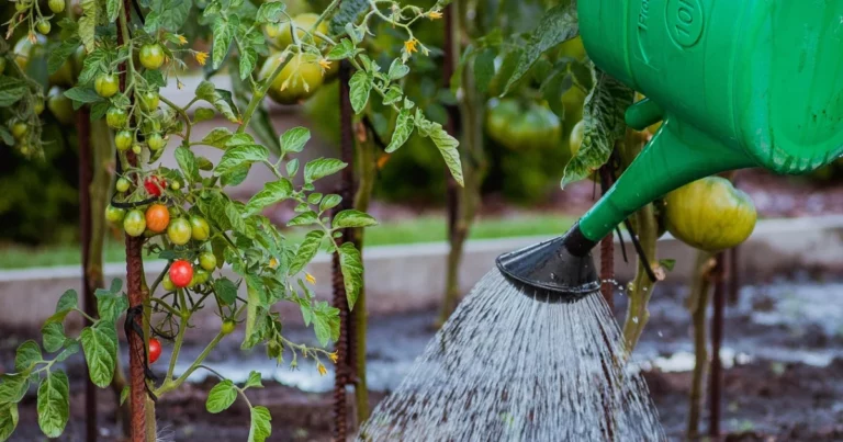 Prevent Tomatoes From Splitting
