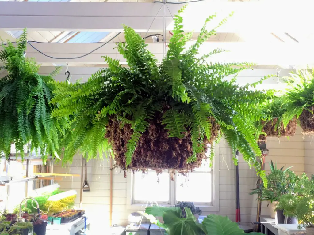 Best Outdoor Hanging Plants