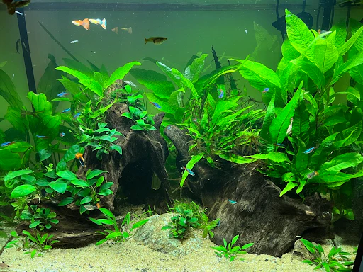 Best Plants For Betta Fish