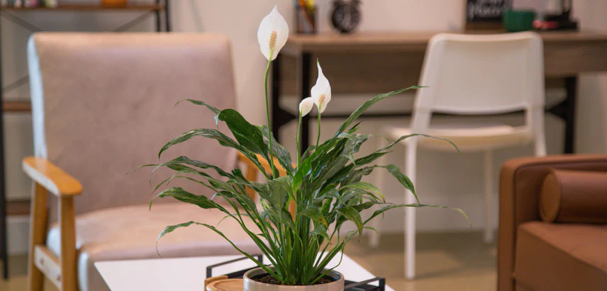 Best Plants for Your Office