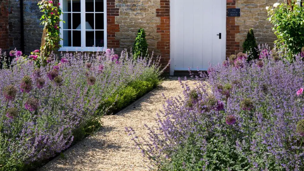Best Plants For Fence Line