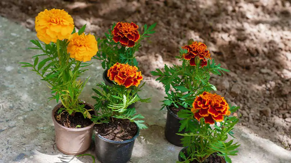 Best Plants For Full Sun