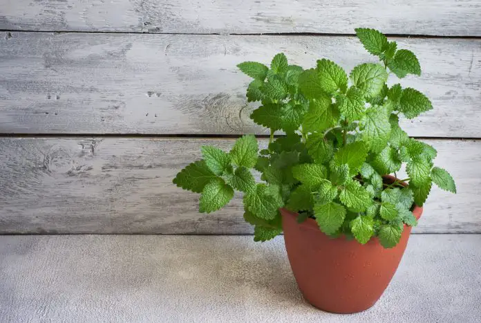Plants to Keep Bugs Away