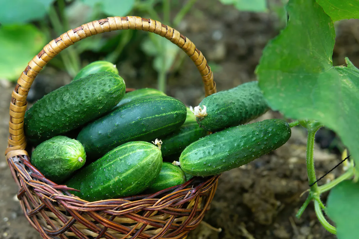 Bitter Cucumbers Solutions