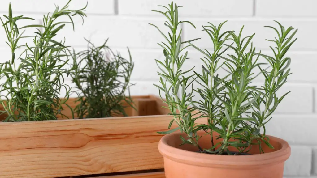 Plants to Keep Bugs Away