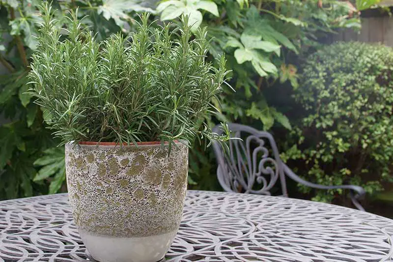 Best Plants For Full Sun