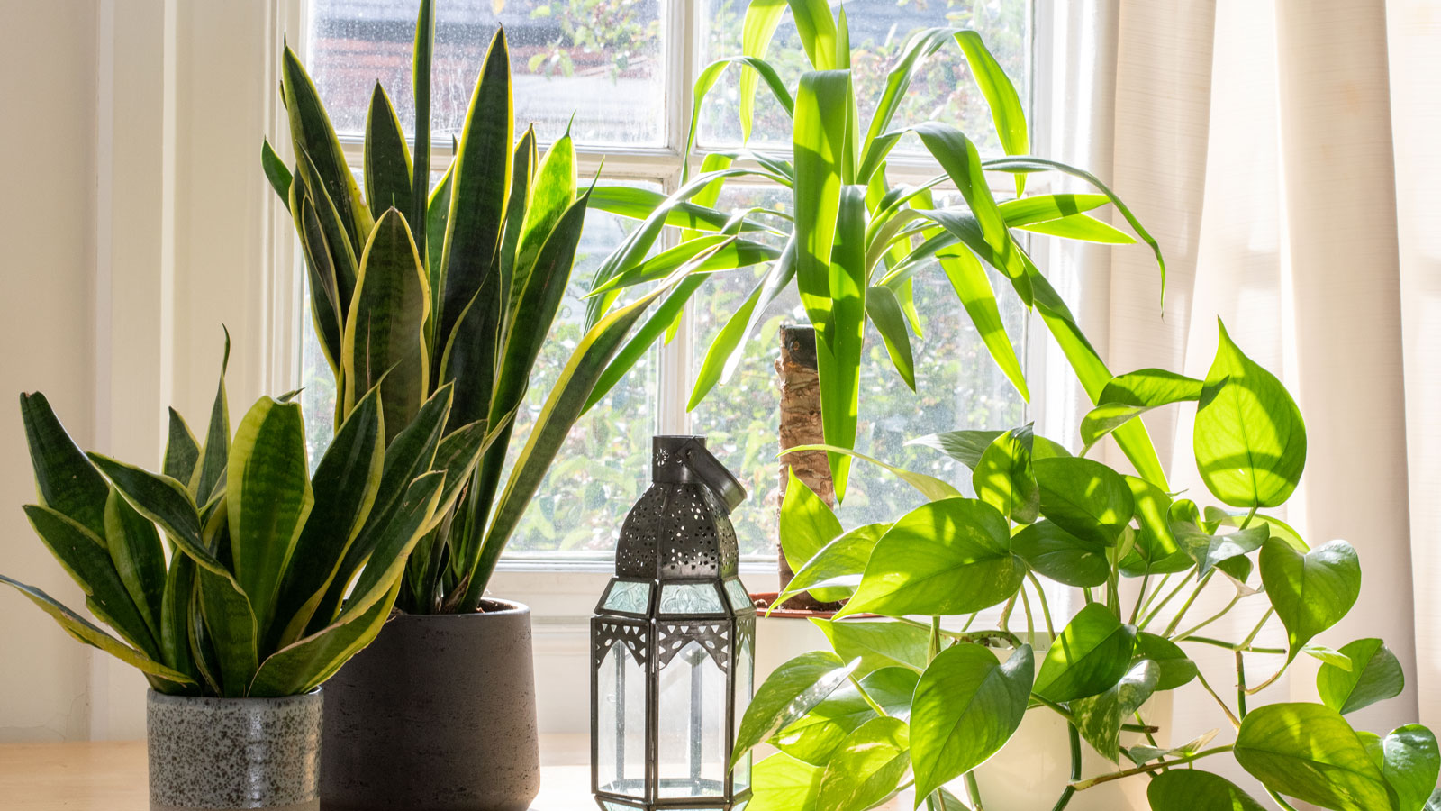 Indoor Plants for Bright Light