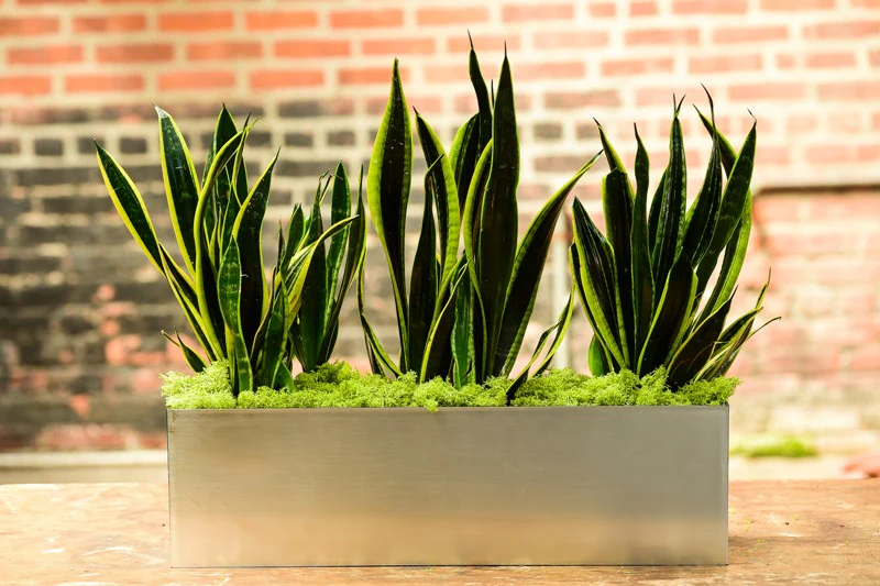 Best Plants for Your Office