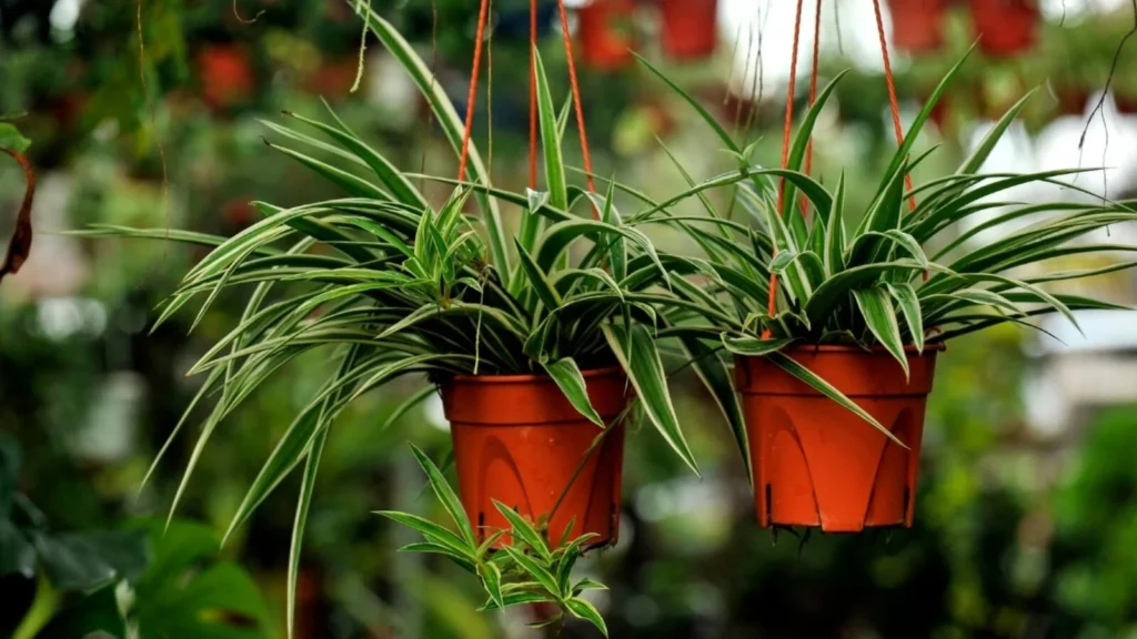 Best Outdoor Hanging Plants