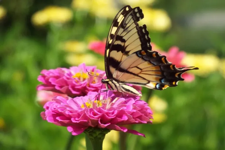 Top Butterfly-Attractive Plants & Flowers