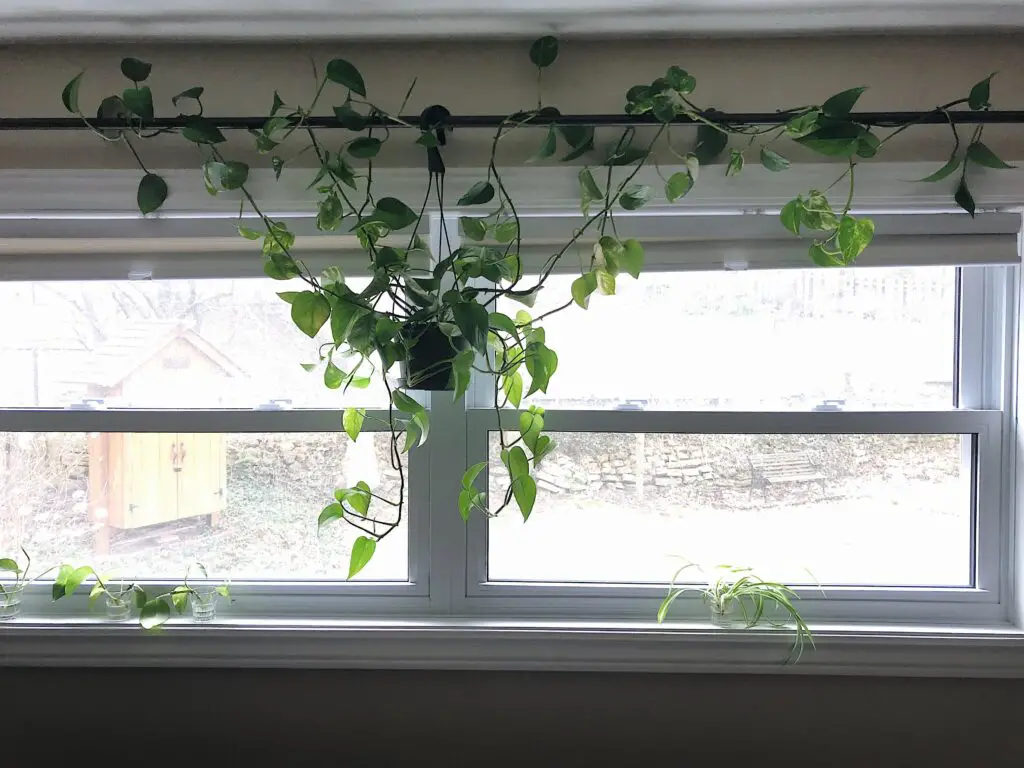 Hanging Plants From Ceiling
