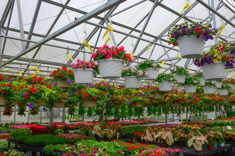 Best Hanging Plants Outdoor