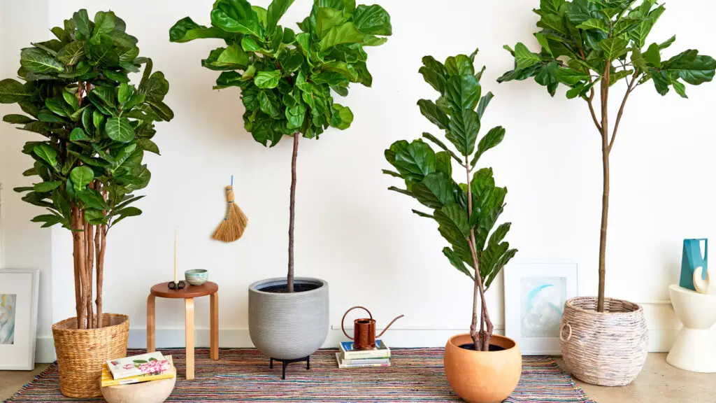 Faux Fiddle Leaf Fig Tree