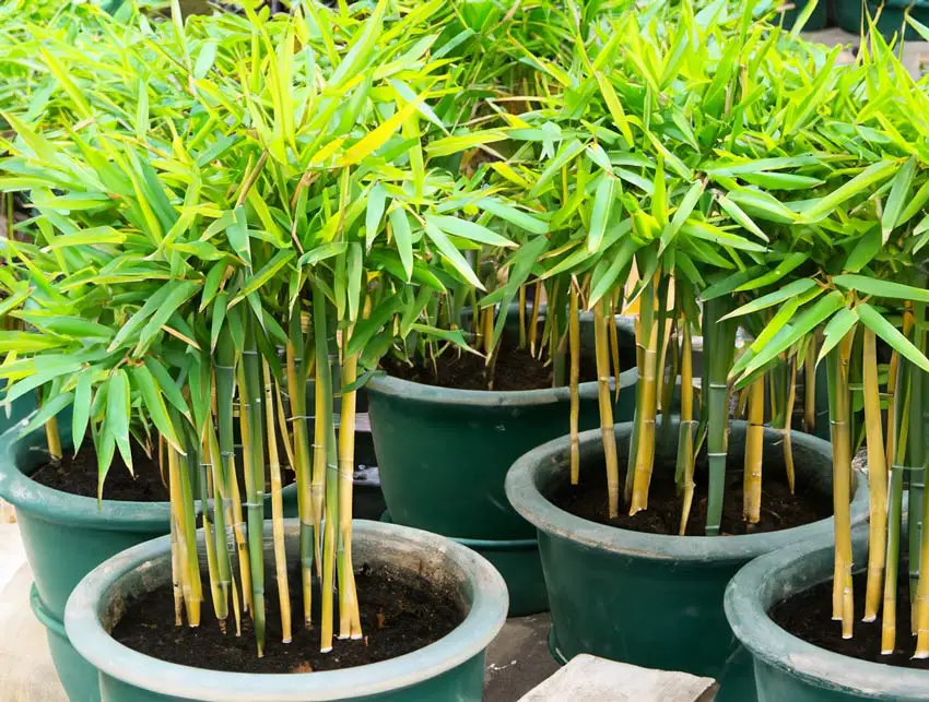 Best Plants For Privacy