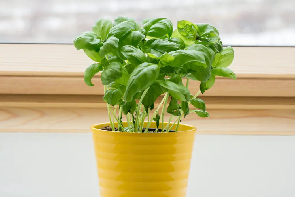 Mosquito Repellent Plants For Your Garden