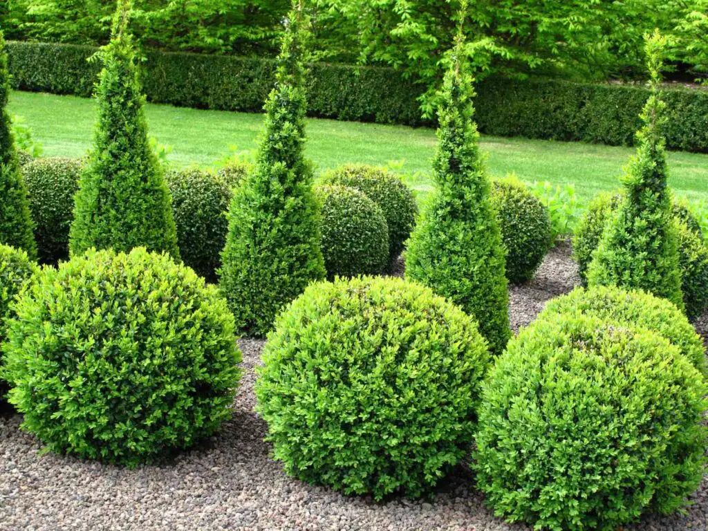Low-Maintenance Plants For Front Of House